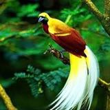 (Category: ) located in . Submitted by bird0fparadise (Listing ID 1461615833, Image 1). Description: .