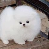 (Category: ) located in . Submitted by fluffer (Listing ID 1351436593, Image 1). Description: .