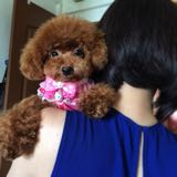 (Category: ) located in . Submitted by ping2cindy (Listing ID 1271543133, Image 1). Description: .