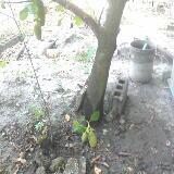 (Category: ) located in . Submitted by trace_short (Listing ID 1453404604, Image 1). Description: .