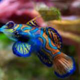 (Category: ) located in . Submitted by divefree31 (Listing ID 1354261009, Image 1). Description: .