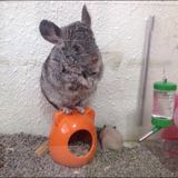 (Category: ) located in . Submitted by macumazana (Listing ID 1053133713, Image 1). Description: .