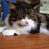 (Category: ) located in . Submitted by mimi.cat (Listing ID 1337213311, Image 1). Description: .