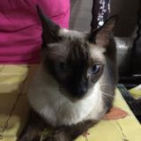 (Category: ) located in . Submitted by cosycat (Listing ID 1385548177, Image 1). Description: .