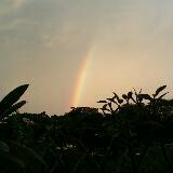 (Category: ) located in . Submitted by dan.w (Listing ID 1379905305, Image 1). Description: .