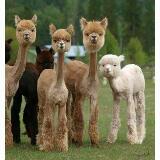 (Category: ) located in . Submitted by shaved_alpacas (Listing ID 1038707988, Image 1). Description: .