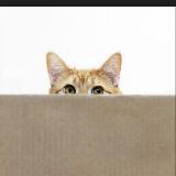 (Category: ) located in . Submitted by hassle (Listing ID 1350474225, Image 1). Description: .