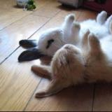 (Category: ) located in . Submitted by happyuser88 (Listing ID 1380899982, Image 1). Description: .