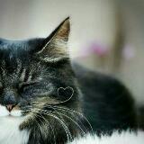 (Category: ) located in . Submitted by catslover09 (Listing ID 1379843206, Image 1). Description: .