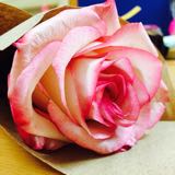 (Category: ) located in . Submitted by mostunder15sgd (Listing ID 1105262474, Image 1). Description: .