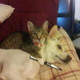 (Category: ) located in . Submitted by seenoto (Listing ID 1380601669, Image 1). Description: .
