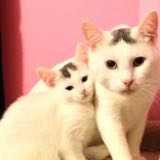 (Category: ) located in . Submitted by kittycatyzs (Listing ID 1457571126, Image 1). Description: .