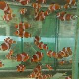 (Category: ) located in . Submitted by nemolalala (Listing ID 1330801927, Image 1). Description: .
