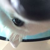 (Category: ) located in . Submitted by meowmeee (Listing ID 1061272157, Image 1). Description: .