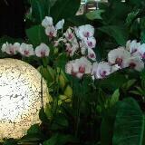 (Category: ) located in . Submitted by sgltan (Listing ID 1384432405, Image 1). Description: .