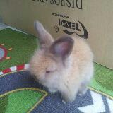 (Category: ) located in . Submitted by zue_kam (Listing ID 1309855715, Image 1). Description: .