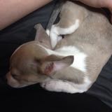 (Category: ) located in . Submitted by vannyonly (Listing ID 1441847212, Image 1). Description: .