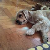 (Category: ) located in . Submitted by obamaaa (Listing ID 1349491593, Image 1). Description: .