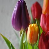 (Category: ) located in . Submitted by tulip.blooming (Listing ID 263393932, Image 1). Description: .