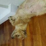 (Category: ) located in . Submitted by toto2009 (Listing ID 1357041878, Image 1). Description: .