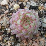 (Category: ) located in . Submitted by echeveria (Listing ID 1320071921, Image 1). Description: .