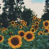(Category: ) located in . Submitted by sunflowerradiantlove (Listing ID 1246541086, Image 1). Description: .