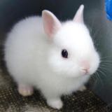 (Category: ) located in . Submitted by bunnywhite (Listing ID 1360369422, Image 1). Description: .
