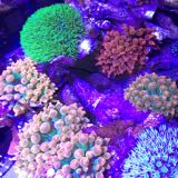 (Category: ) located in . Submitted by anemonie (Listing ID 1382733351, Image 1). Description: .