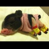 (Category: ) located in . Submitted by meisheng (Listing ID 1380430527, Image 1). Description: .