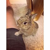 (Category: ) located in . Submitted by shaung (Listing ID 1376382963, Image 1). Description: .