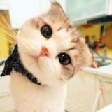 (Category: ) located in . Submitted by runawaycloset (Listing ID 1380140575, Image 1). Description: .