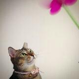 (Category: ) located in . Submitted by cami (Listing ID 1361355720, Image 1). Description: .