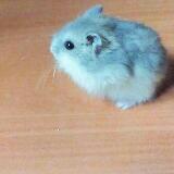 Female Winter White Dwarf Hamster Pet Supplies On Carousell