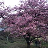 (Category: ) located in . Submitted by ongsie (Listing ID 1376923284, Image 1). Description: .