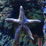 (Category: ) located in . Submitted by rainy4958 (Listing ID 1378792516, Image 1). Description: .