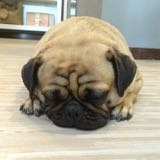 (Category: ) located in . Submitted by marblepug (Listing ID 1380356836, Image 1). Description: .