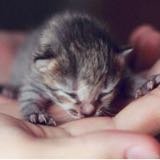 (Category: ) located in . Submitted by snhsellee (Listing ID 1311746097, Image 1). Description: .