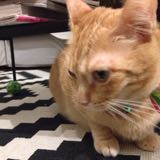 (Category: ) located in . Submitted by phylosofie (Listing ID 1375718031, Image 1). Description: .