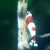 (Category: ) located in . Submitted by r0h_boat (Listing ID 1318756006, Image 1). Description: .