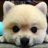 (Category: ) located in . Submitted by dogdogdogdogdog (Listing ID 1380667013, Image 1). Description: .