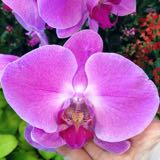 (Category: ) located in . Submitted by michnadh (Listing ID 1377609331, Image 1). Description: .
