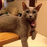 (Category: ) located in . Submitted by mmmei83 (Listing ID 1383282885, Image 1). Description: .