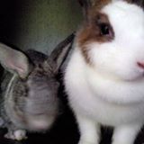 (Category: ) located in . Submitted by meowmeow1234 (Listing ID 1382957358, Image 1). Description: .