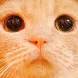 由 cassicatsy (刊登 ID 1336814564，圖片 1) 提交，位於 的 (類別：)，說明：。