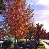 (Category: ) located in . Submitted by hmna8784 (Listing ID 1257134415, Image 1). Description: .