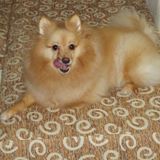 (Category: ) located in . Submitted by gtt10730 (Listing ID 1315487762, Image 1). Description: .