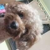 (Category: ) located in . Submitted by teddycodyy (Listing ID 82812204, Image 1). Description: .