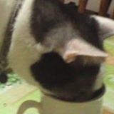 (Category: ) located in . Submitted by seahmtthw (Listing ID 1384771247, Image 1). Description: .