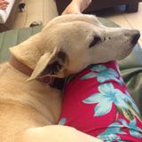 (Category: ) located in . Submitted by chirobaby (Listing ID 1229430722, Image 1). Description: .
