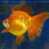 (Category: ) located in . Submitted by linkup (Listing ID 1379096671, Image 1). Description: .